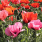 Pizzicato Poppy Seeds online shopping
