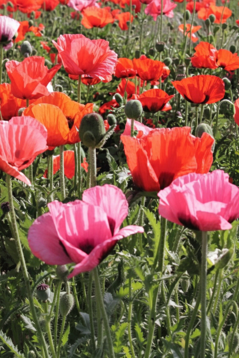 Pizzicato Poppy Seeds online shopping