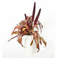 Copper Prince Ornamental Grass Seeds online shopping