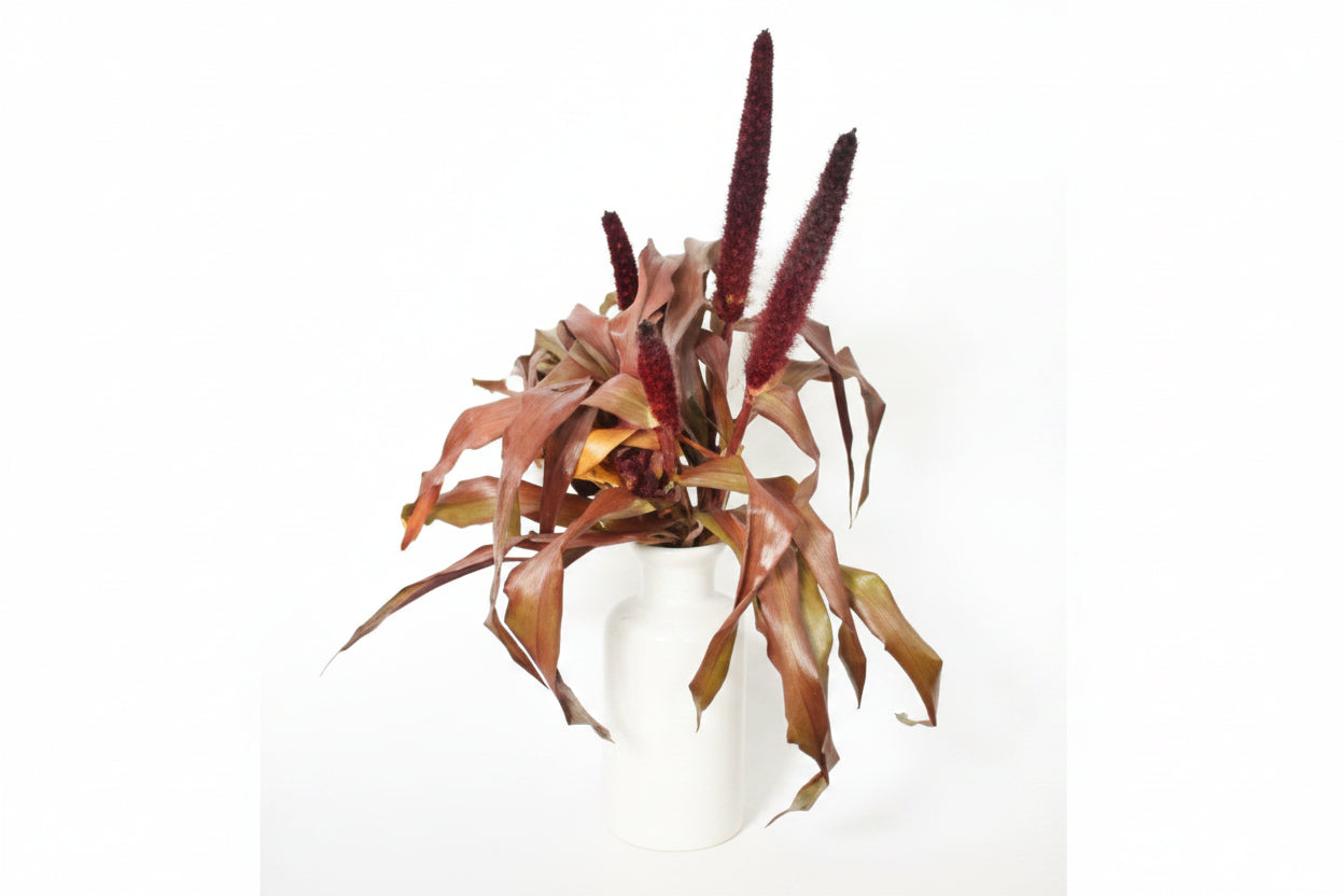 Copper Prince Ornamental Grass Seeds online shopping