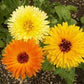 Pacific Beauty Mix Calendula Seeds online shopping