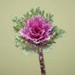 Crane Feather Queen Ornamental Kale Seeds online shopping