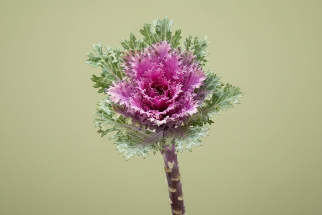 Crane Feather Queen Ornamental Kale Seeds online shopping