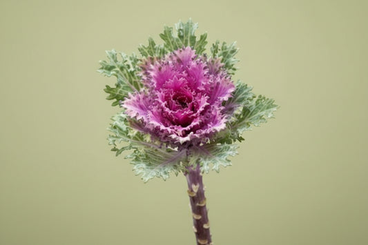 Crane Feather Queen Ornamental Kale Seeds online shopping