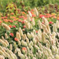 Bunny Tails Ornamental Grass Seeds online shopping