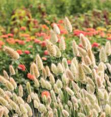 Bunny Tails Ornamental Grass Seeds online shopping