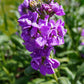 Katz Lavender Blue Stock Seeds online shopping