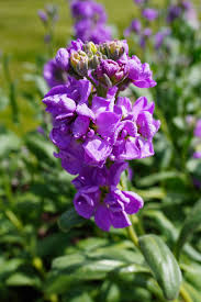Katz Lavender Blue Stock Seeds online shopping