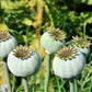 Giganthemum Poppy Seeds online shopping