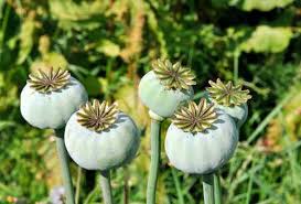 Giganthemum Poppy Seeds online shopping