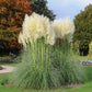 White Pampas Grass Seeds online shopping