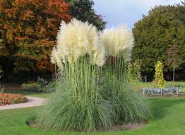 White Pampas Grass Seeds online shopping
