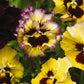 Frizzle Sizzle Lemonberry Pansy Seeds online shopping