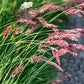 Ruby Grass Seeds online shopping