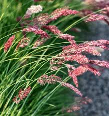 Ruby Grass Seeds online shopping