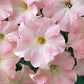 Dreams Appleblossom Pelleted Petunia Seeds online shopping