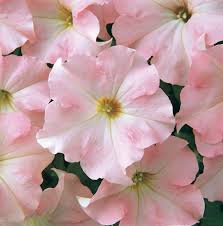 Dreams Appleblossom Pelleted Petunia Seeds online shopping