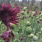 Black Swan Poppy Seeds online shopping