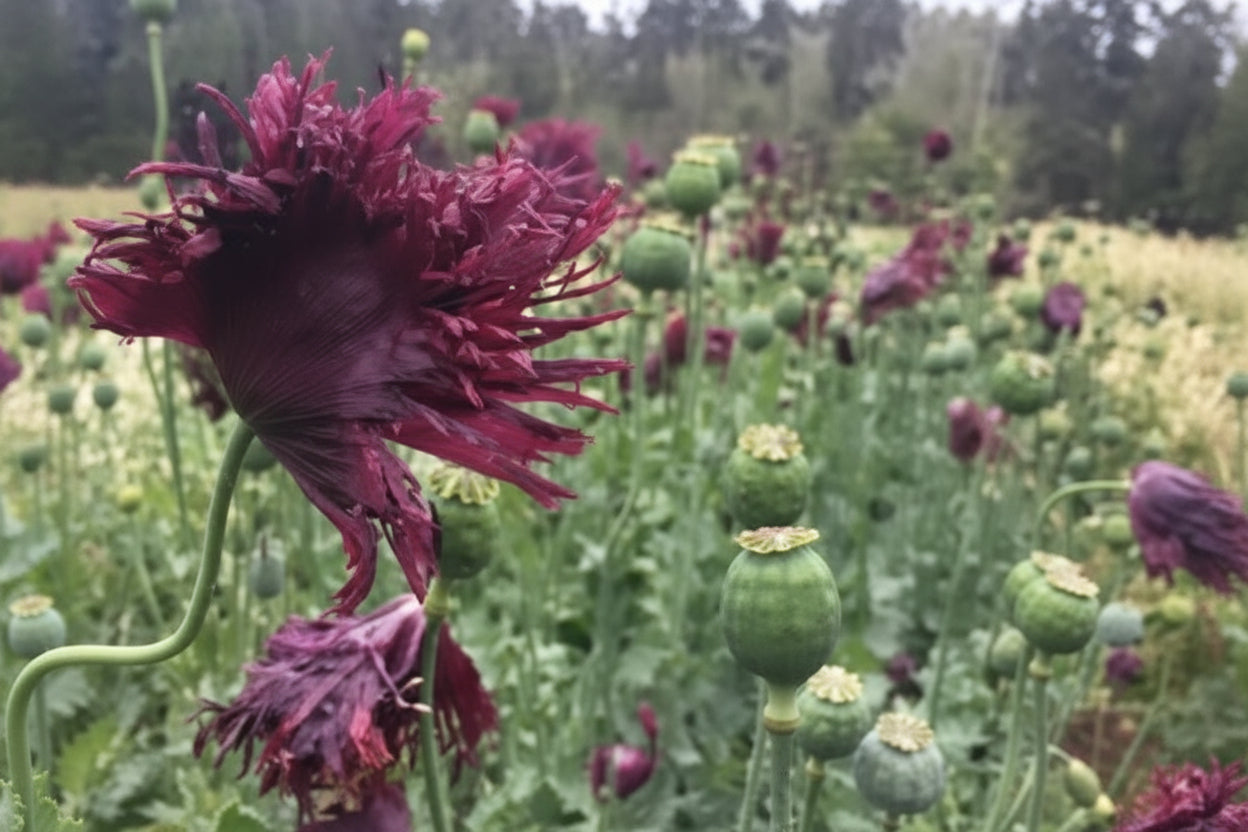 Black Swan Poppy Seeds online shopping