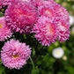 King Size Rose China Asters Seeds online shopping