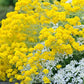 Basket of Gold Aurinia Seeds online shopping