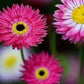Pierrot Red Helipterum Seeds online shopping