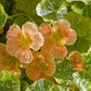 Tip Top Alaska Mix Nasturtium Seeds online shopping