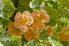 Tip Top Alaska Mix Nasturtium Seeds online shopping