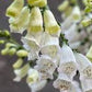 Dalmation White F1 Pelleted Foxglove Seeds online shopping