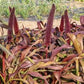 Copper Prince Ornamental Grass Seeds online shopping