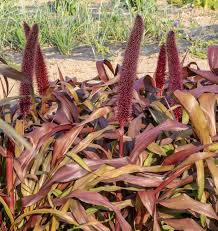Copper Prince Ornamental Grass Seeds online shopping