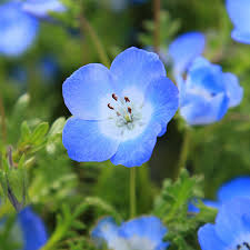 Baby Blue Eyes Nemophila Seeds online shopping