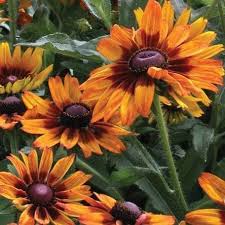 Cappuccino Rudbeckia Seeds online shopping