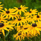 Black Eyed Susan Rudbeckia Seeds online shopping