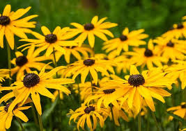 Black Eyed Susan Rudbeckia Seeds online shopping
