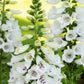 Dalmation White F1 Pelleted Foxglove Seeds online shopping