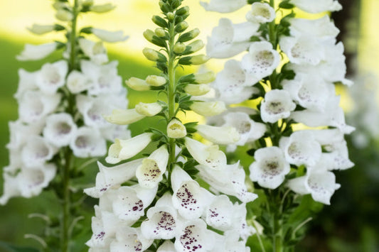 Dalmation White F1 Pelleted Foxglove Seeds online shopping