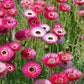 Pierrot Red Helipterum Seeds online shopping