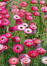 Pierrot Red Helipterum Seeds online shopping