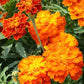 Brocade Marigold Seeds online shopping