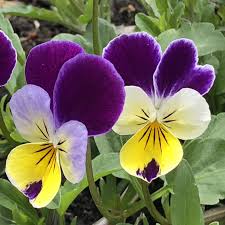 Johnny Jump Up Viola Seeds online shopping