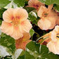 Tip Top Alaska Salmon Nasturtium Seeds online shopping