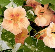 Tip Top Alaska Salmon Nasturtium Seeds online shopping