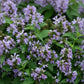 Blue Panther Nepeta Seeds online shopping