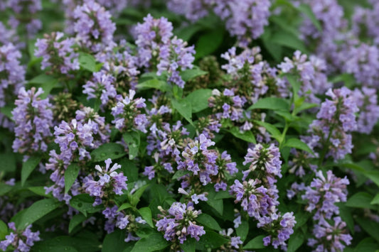 Blue Panther Nepeta Seeds online shopping