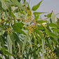 Lemon Bush Eucalyptus Seeds online shopping