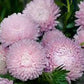King Size Appleblossom China Asters Seeds online shopping
