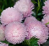 King Size Appleblossom China Asters Seeds online shopping