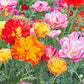 XL Jelly Beans California Poppy Seeds online shopping