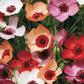 Linum Charmer Mix Flax Seeds online shopping